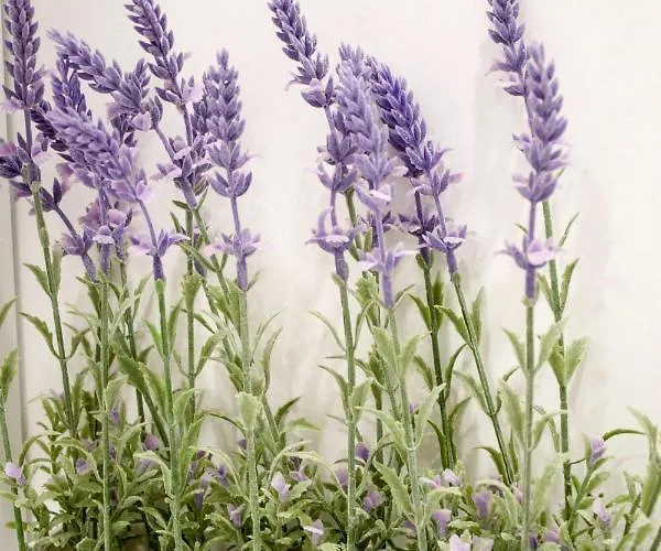 White Orchid Apartman Pula