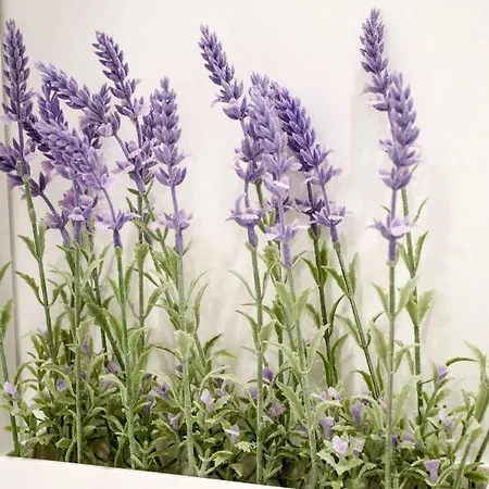 White Orchid Apartment Pula