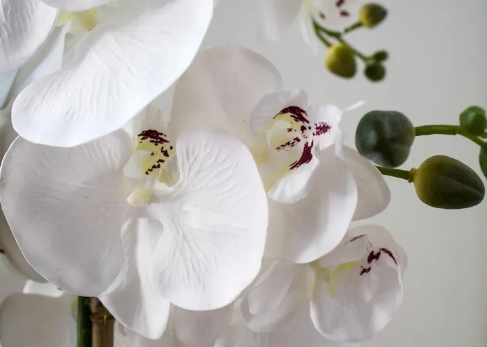 White Orchid Pula