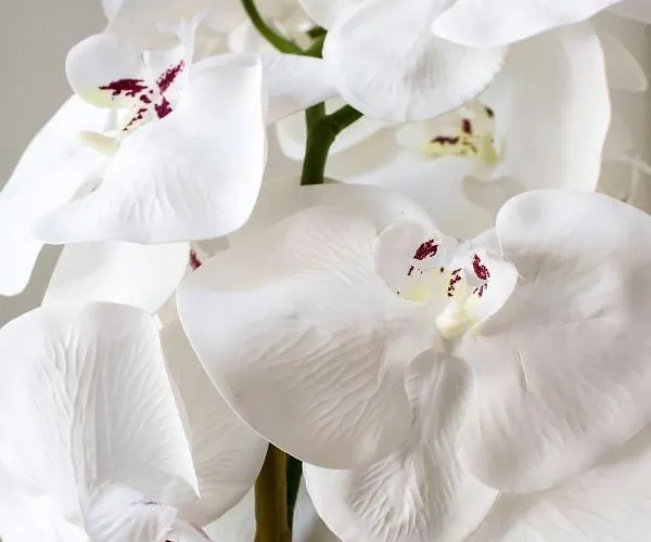 White Orchid