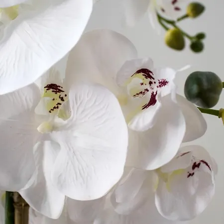 White Orchid פולה