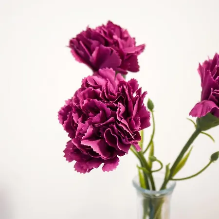 White Orchid פולה